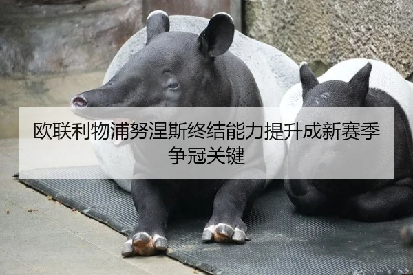 欧联利物浦努涅斯终结能力提升成新赛季争冠关键