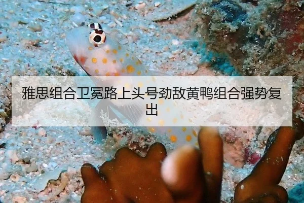 ya-si-zu-he-wei-mian-lu-shang-tou-hao-jing-di-huang-ya-zu-he-qiang-shi-fu-chu-2-841.jpg