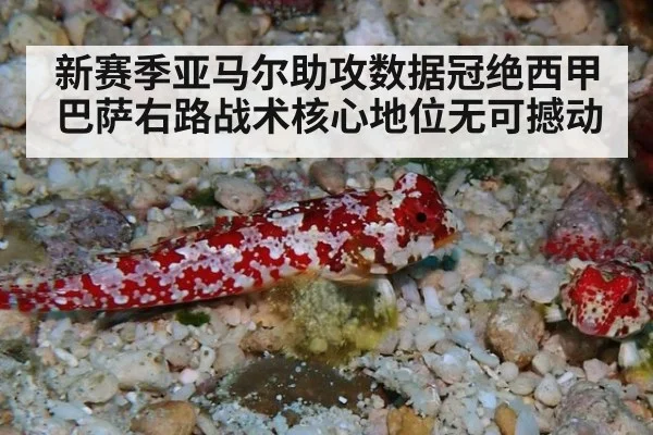 新赛季亚马尔助攻数据冠绝西甲 巴萨右路战术核心地位无可撼动