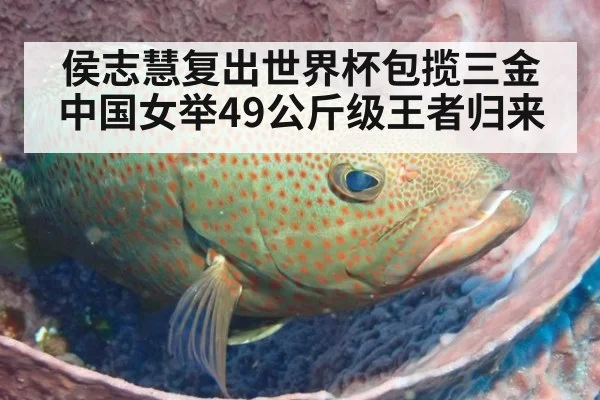 侯志慧复出世界杯包揽三金 中国女举49公斤级王者归来
